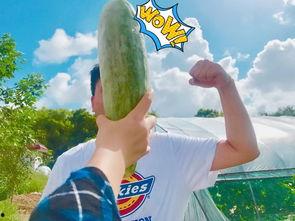 网红麦咭吃瓜,揭秘网红圈幕后故事  第1张